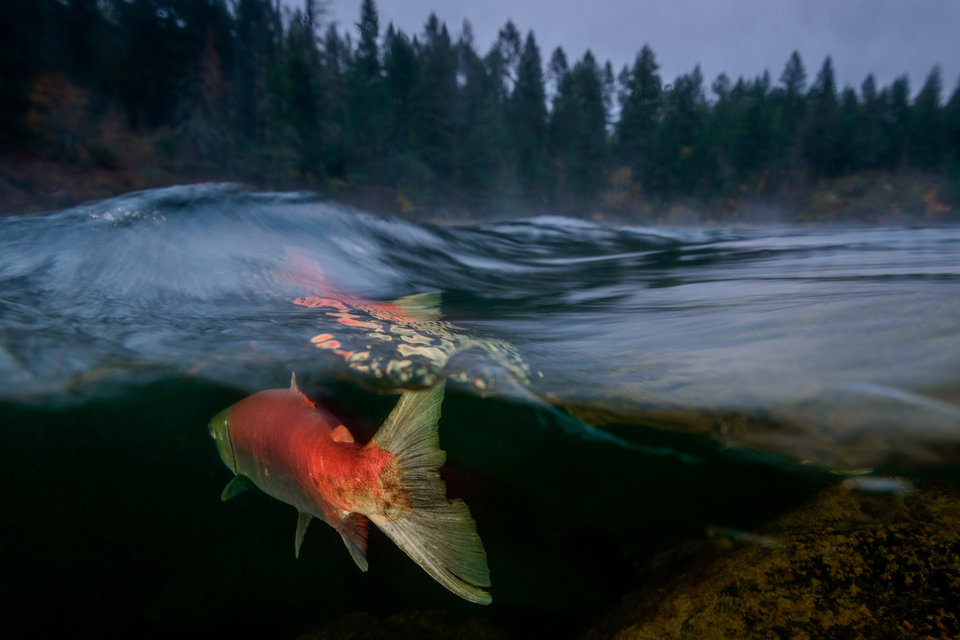 «Туманное утро на реке Адамс», Эйко Джонс - река Адамс, Британская Колумбия, Канада