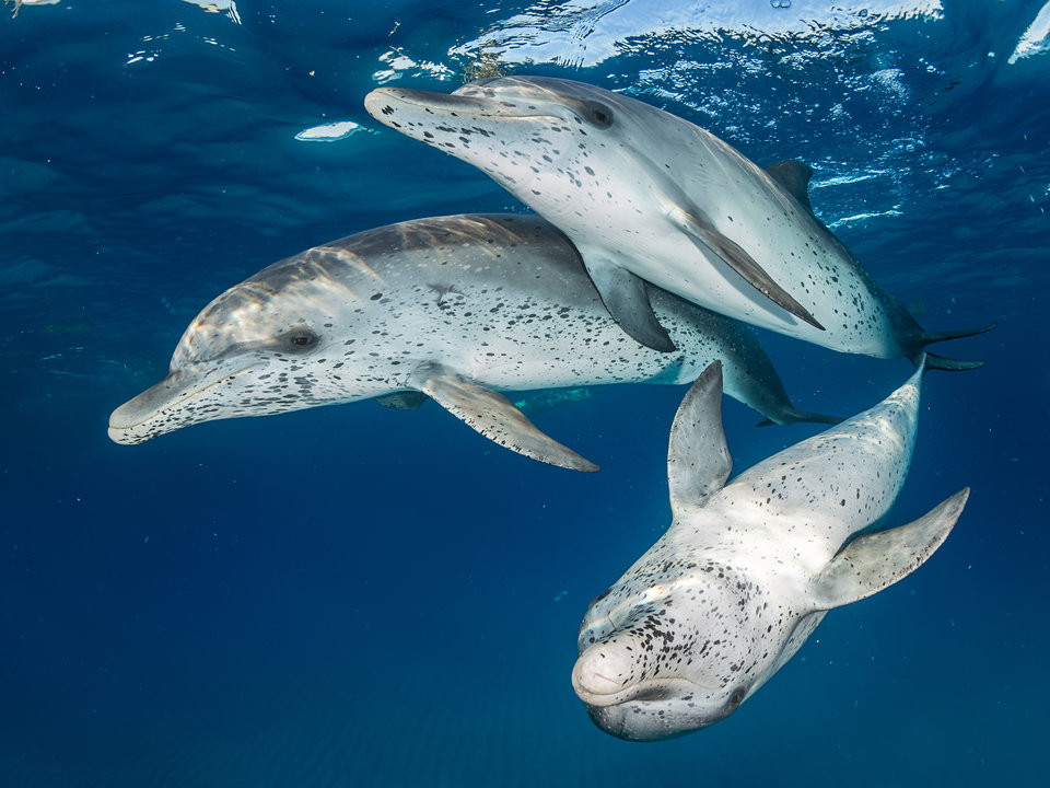 «Атлантические пятнистые дельфины», Евгений Кициос - Бимини, Багамские острова