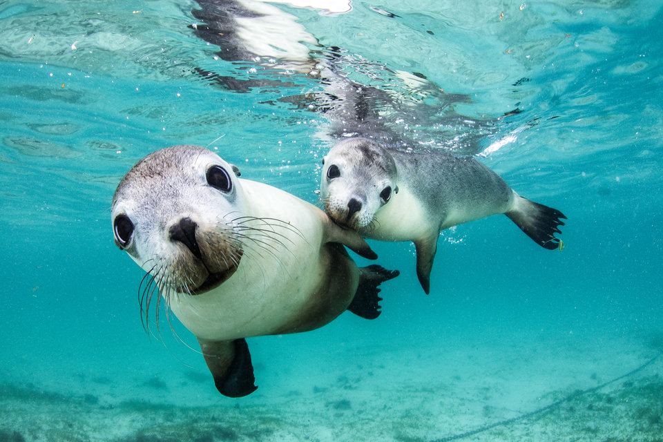 «Два любознательных друга», Селия Куджала - Морской парк Джуриен Бэй, Западная Австралия