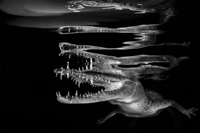 «Крокодиловые размышления». Автор: Borut Furlan (Словения).