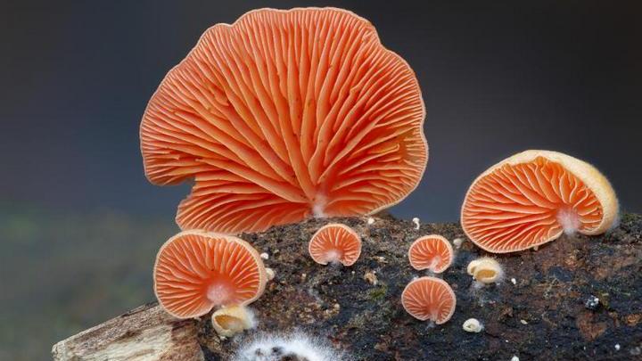 Самые красивые и необычные грибы 01