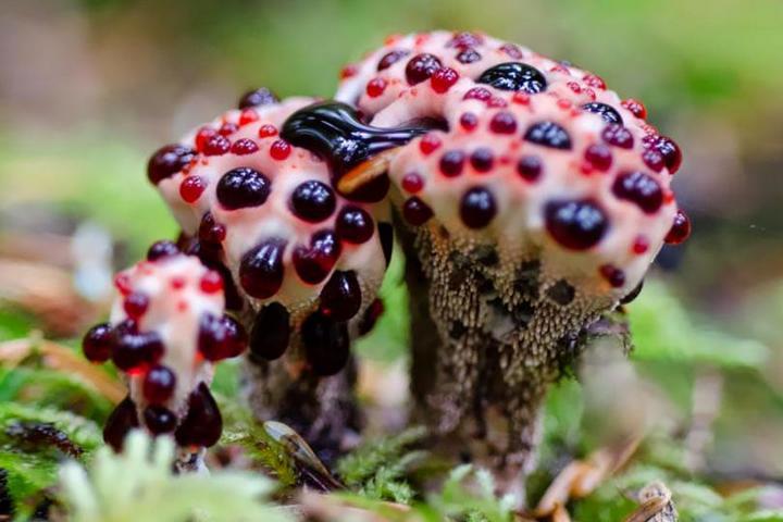 Самые красивые и необычные грибы 02