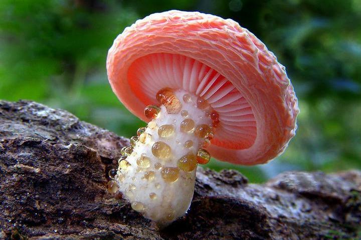 Самые красивые и необычные грибы 04