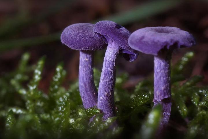 Самые красивые и необычные грибы 06