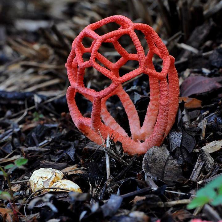 Самые красивые и необычные грибы 07