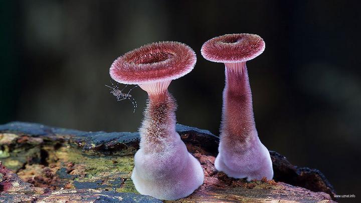 Самые красивые и необычные грибы 08