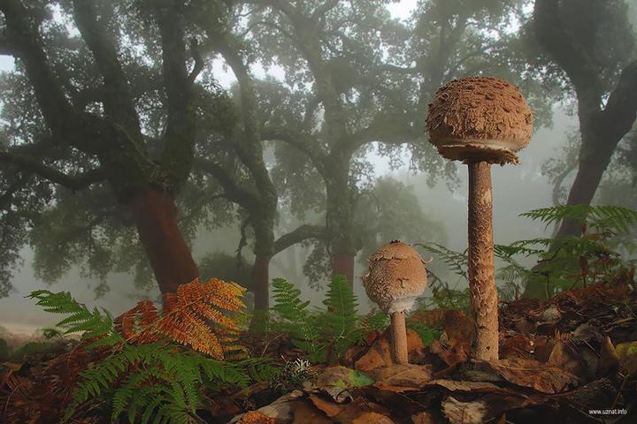 Самые красивые и необычные грибы 10
