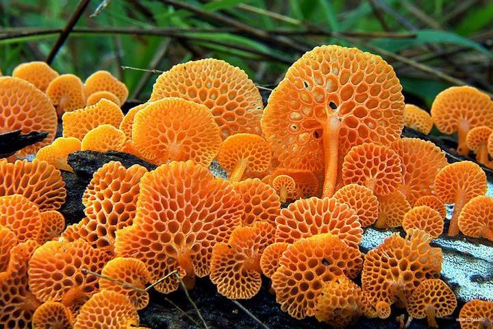 Самые красивые и необычные грибы 12