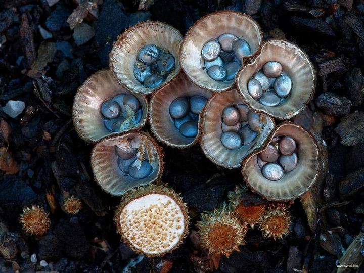 Самые красивые и необычные грибы 13