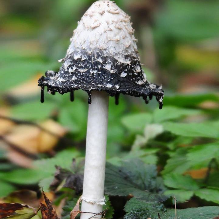 Самые красивые и необычные грибы 14