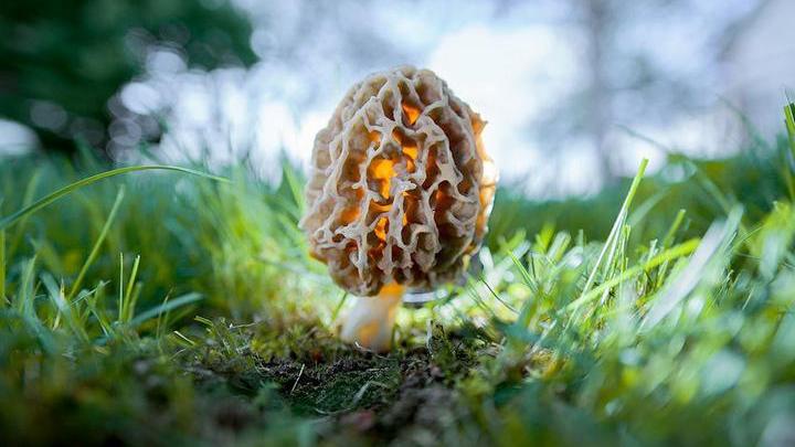 Самые красивые и необычные грибы 17