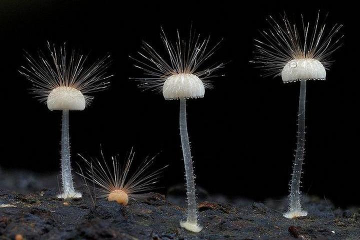Самые красивые и необычные грибы 18