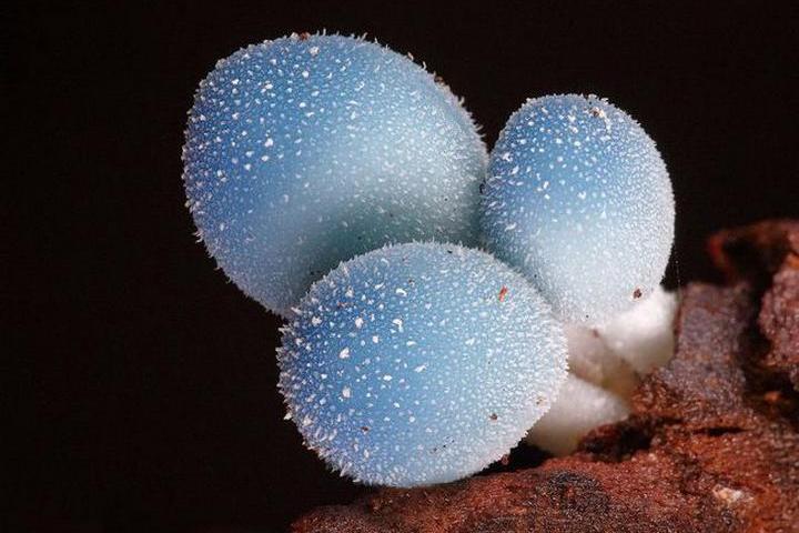 Самые красивые и необычные грибы 20