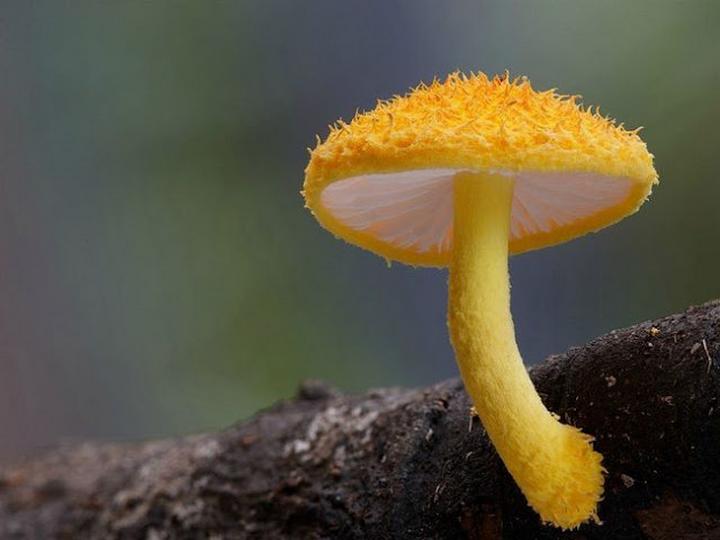 Самые красивые и необычные грибы 21