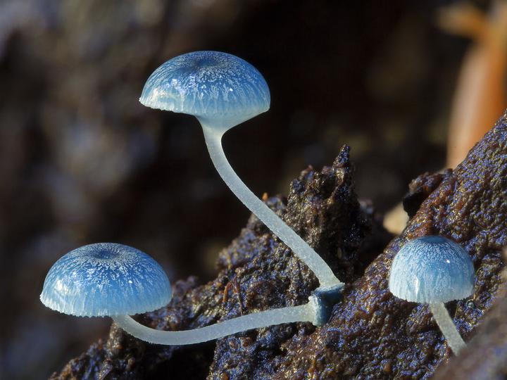 Самые красивые и необычные грибы 24