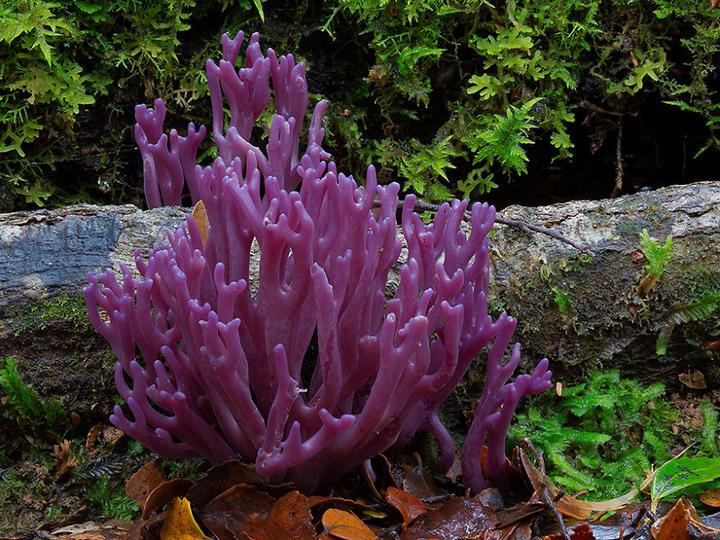 Самые красивые и необычные грибы 25