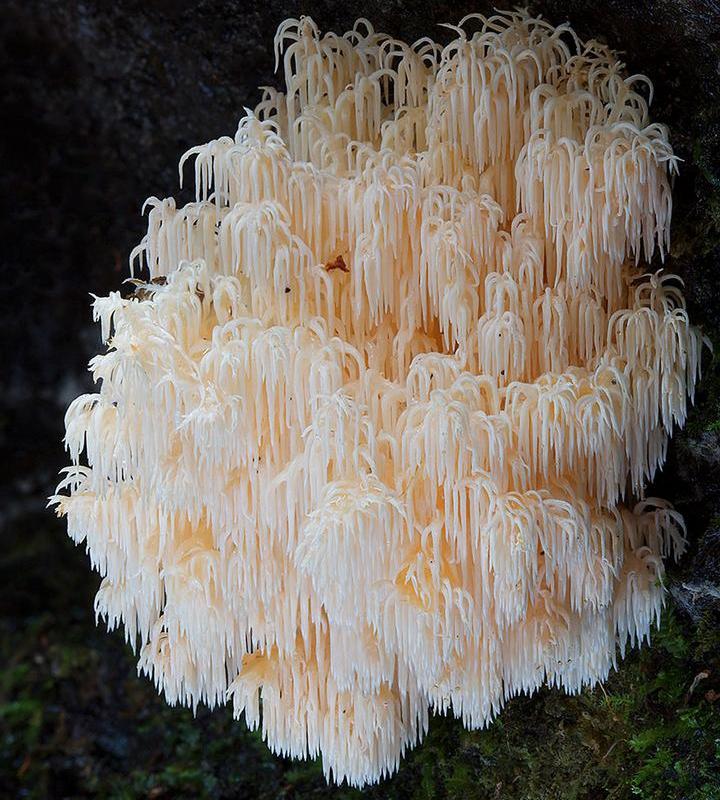 Самые красивые и необычные грибы 26