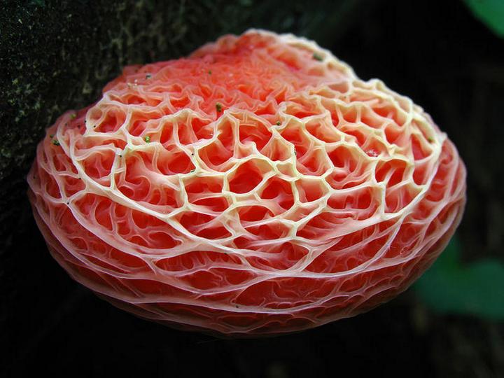 Самые красивые и необычные грибы 30