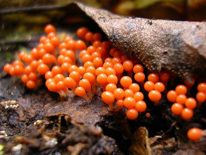 Самые красивые и необычные грибы 31