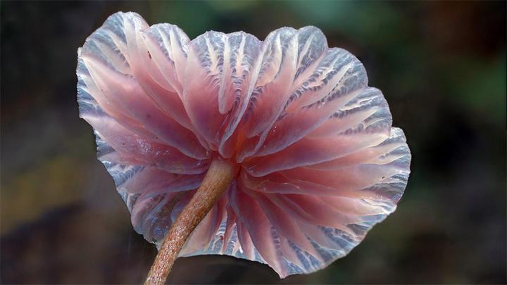 Самые красивые и необычные грибы 32