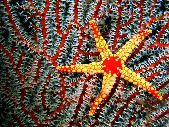 Узоры природы-фотографии морских звезд 02