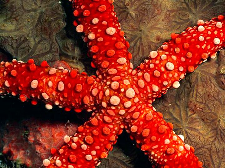 Узоры природы-фотографии морских звезд 17