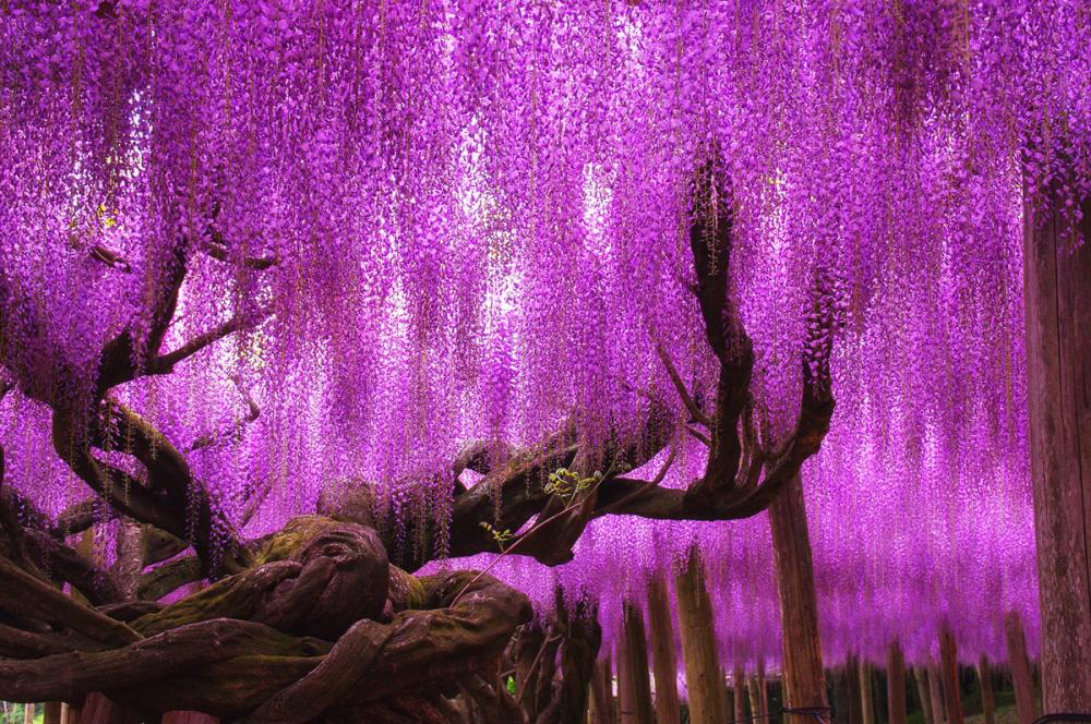 Водопад глициний в Японии – неземная красота!
