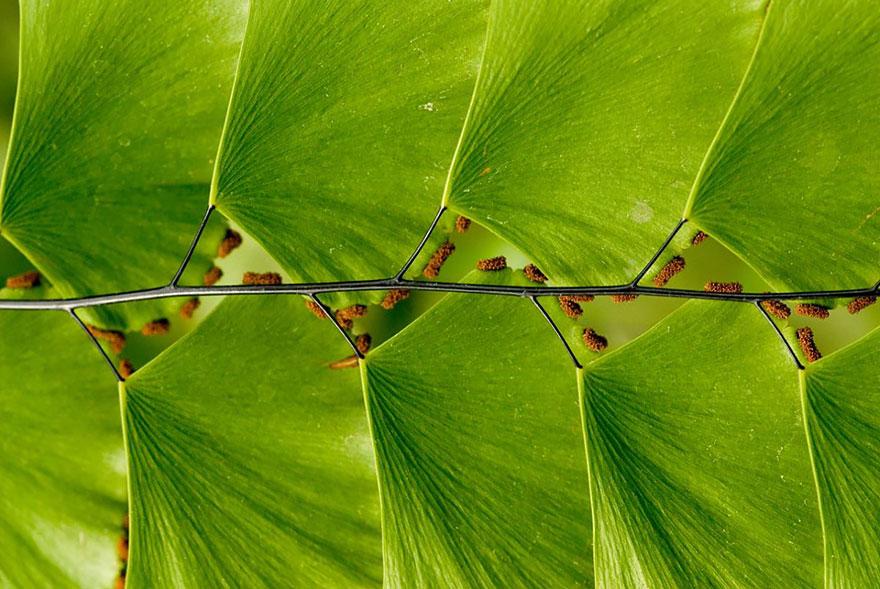 Геометрия в природе: растения с идеальной гармонией и симметрией