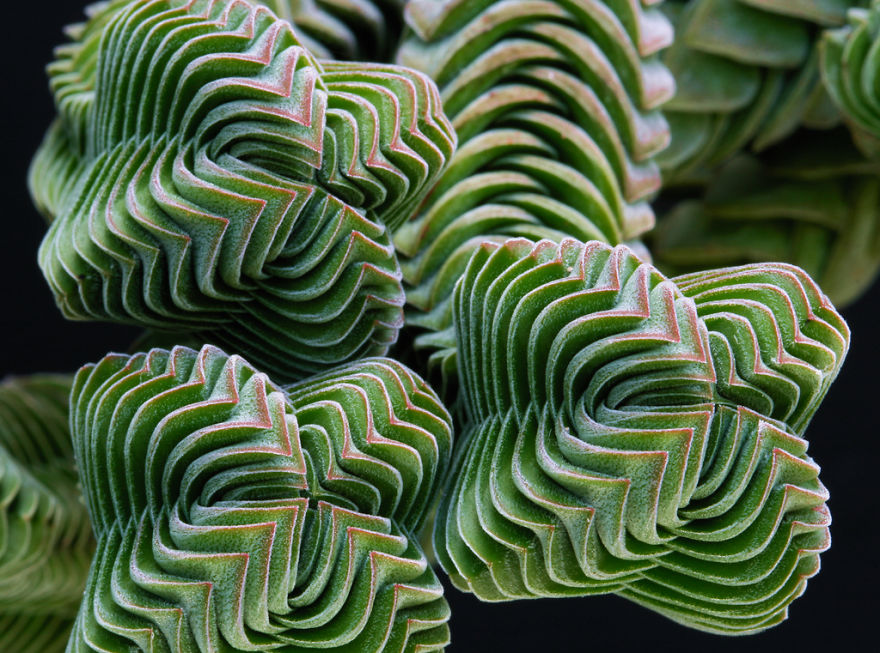 Геометрия в природе: растения с идеальной гармонией и симметрией