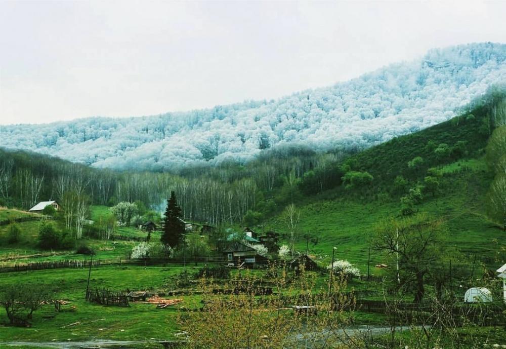 Снег на Алтае. Фото: Olga Skutina